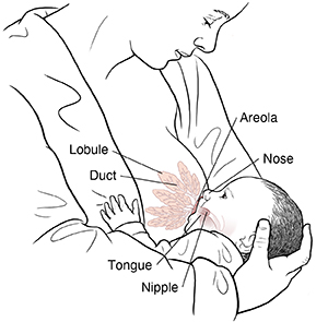 Baby nursing at breast showing anatomy: lobule, duct, nipple, areola, and baby's tongue and nose.