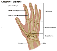 Anatomy of the hand