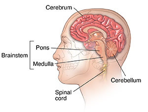 Side view cross section of brain in male head showing cerebrum, cerebellum, and brainstem.