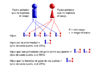 Ilustración genética donde se demuestra la herencia autosómica recesiva