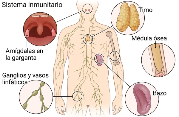 Ilustración del sistema inmunitario.