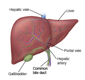 Image of the liver, gallbladder, and position of the hepatic vein and artery, and common bile duct.