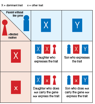 Graphic showing X-linked dominant inheritance. 