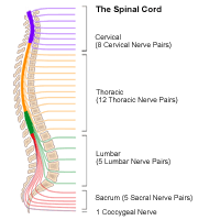 Illustration of the spine and nerve groups