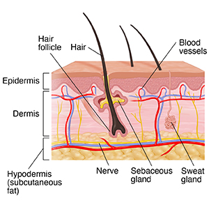 Skin Layers