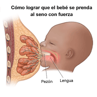 Ilustración de lactancia materna, prenderse del seno