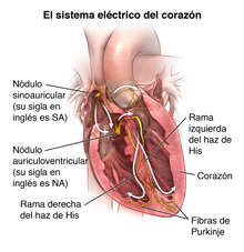 El sistema electric del corazón