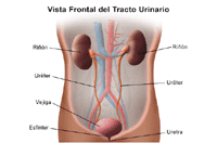 Ilustración de la anatomía del aparato urinario, vista frontal