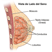 Ilustración de la anatomía de las mamas femeninas, vista lateral