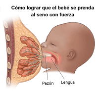 Ilustración de la lactancia, con el bebé prendido del pecho