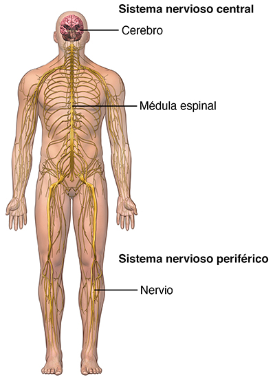 Vista frontal del cuerpo donde se observa el sistema nervioso central y el periférico.