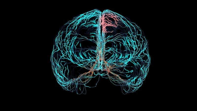 Rendering of brain